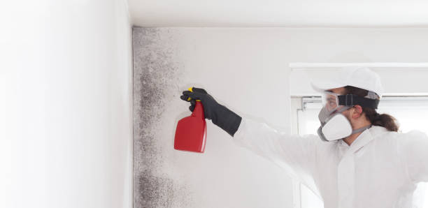 Best Crawl Space Mold Remediation in Hiram, GA
